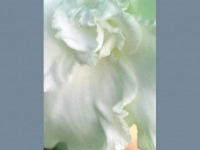 white-rose-swirl.jpg